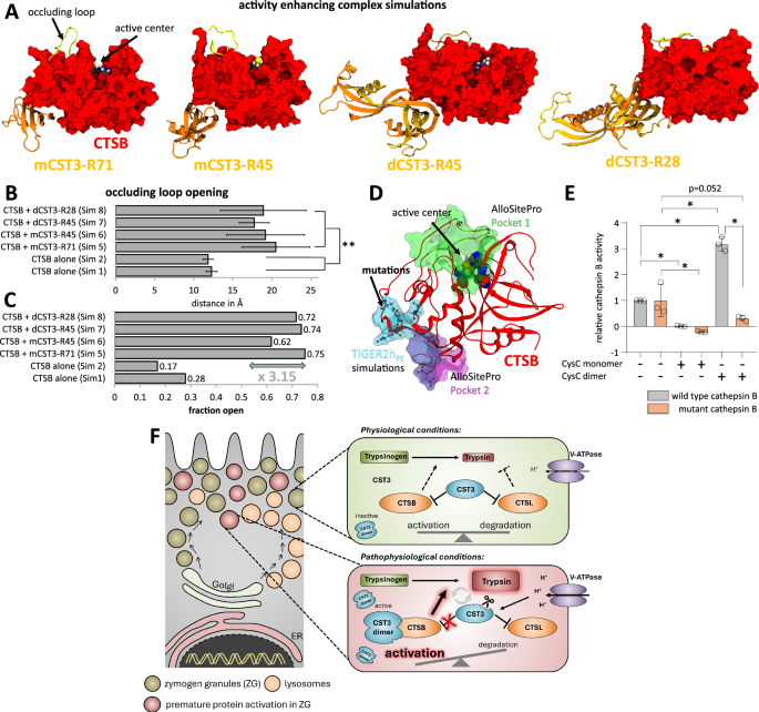 Fig. 6: Allosteric modulation of CTSB through dCST3 binding into the discovered pocket.