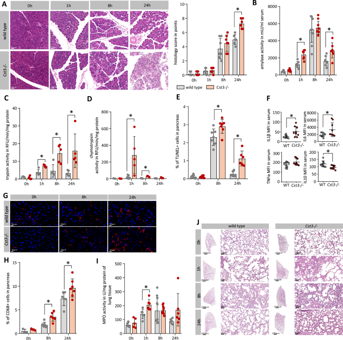 Fig. 7: The disease severity of AP is increased in Cst3−/− mice.