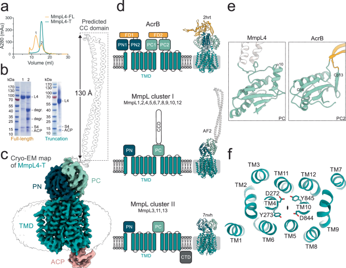 Fig. 1: Molecular architecture of M. tuberculosis MmpL4.