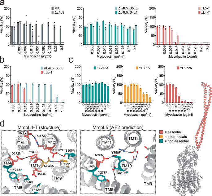 Fig. 2: Functional characterization of the coiled-coil domain and proton translocation in MmpL4 and MmpL5.