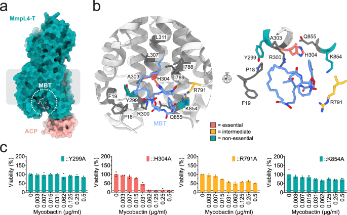 Fig. 3: Structural and functional analysis of the MmpL4 mycobactin binding site.