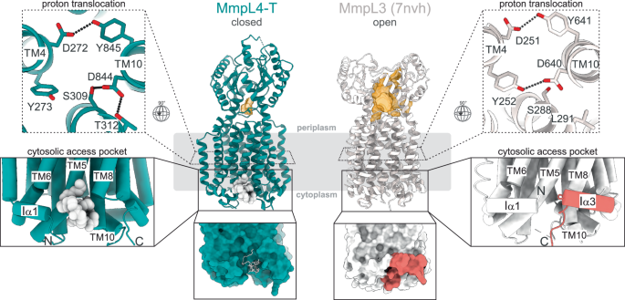 Fig. 4: Structural comparison of MmpL4 (petrol) and MmpL3 (gray).