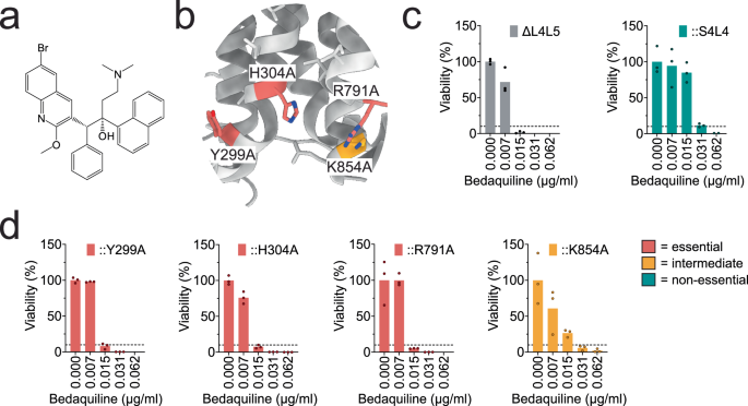 Fig. 5: Role of the mycobactin binding site in bedaquiline efflux by MmpL4.