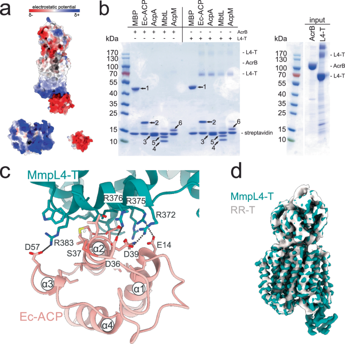 Fig. 6: Interaction of MmpL4 with acyl carrier proteins.