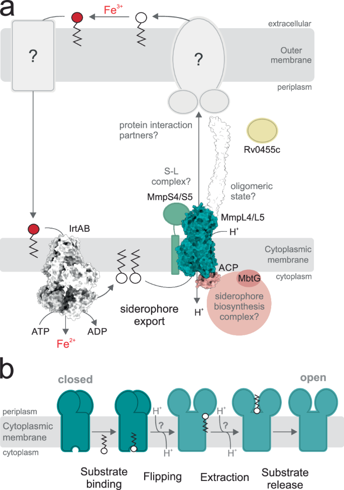 Fig. 7: Siderophore export by MmpL4 and MmpL5 and substrate translocation by MmpL proteins.