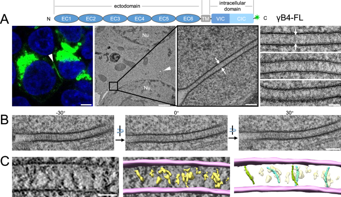 Fig. 1: Microscopic image of the cell adhesion interfaces by γB4-FL.