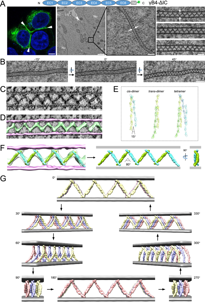 Fig. 2: Microscopic images and a tomographic model of the cell adhesion interface by γB4-ΔIC.