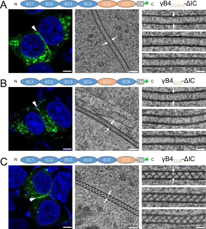 Fig. 3: Microscopic images of the cell adhesion interfaces by the substitutional mutants of γB4-ΔIC.