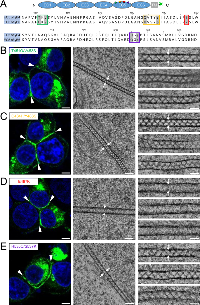 Fig. 4: Microscopic images of the cell adhesion interfaces by the EC5 mutants of γB4-ΔIC.