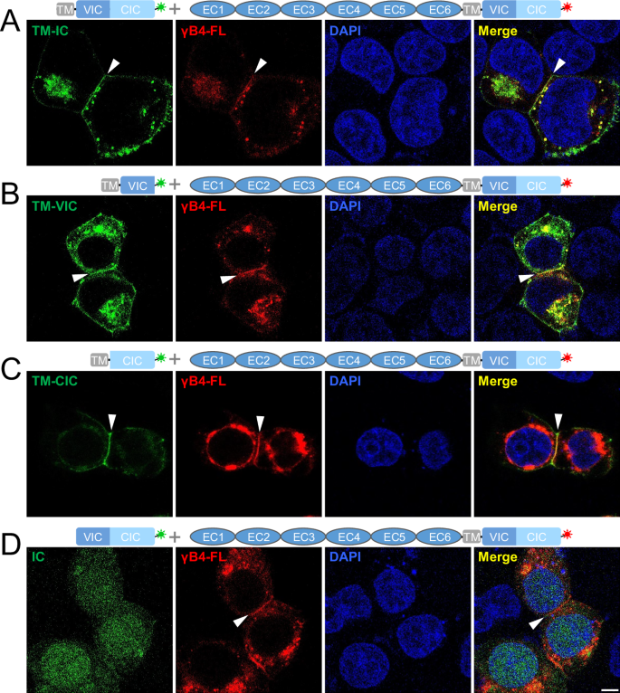 Fig. 6: Confocal fluorescent images of the cells co-transfected with γB4-FL and the IC mutants of γB4.