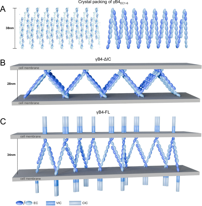 Fig. 8: Crystal packing of the ectodomain of γB4 and the in situ assembly models for γB4-ΔIC and γB4-FL.