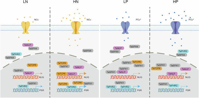 Fig. 10: Model of nitrate and phosphorus uptake equilibria coordinated by the TaTCP-TaPHR2-TaSPX module under different nitrate and phosphorus concentrations.