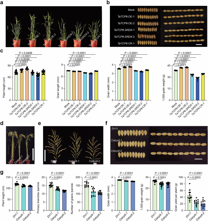 Fig. 3: Both TaTCP6 in wheat and OsTCP6 in rice positively regulate plant height and grain yield.