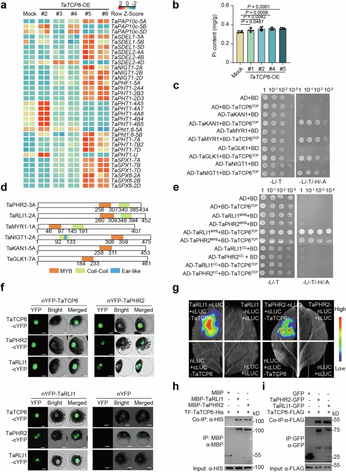 Fig. 5: TaTCP6 interacts with TaPHR2.