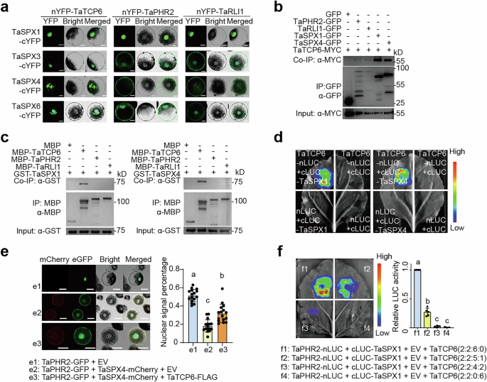 Fig. 6: TaTCP6 sequesters TaSPXs for the release of PHR2.