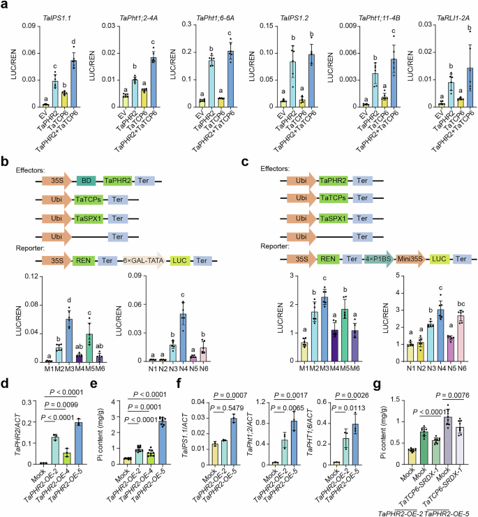 Fig. 7: TaTCP6 promotes the transcriptional activation ability of TaPHR2.
