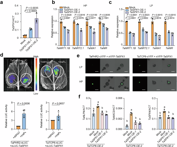 Fig. 8: Low phosphorus inhibits primary nitrate response by enhanced TaSPX-TaTCP6 interaction.