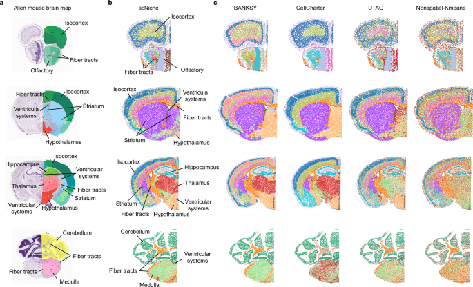 Fig. 4: Performance evaluation of scNiche on mouse whole brain MERFISH dataset.