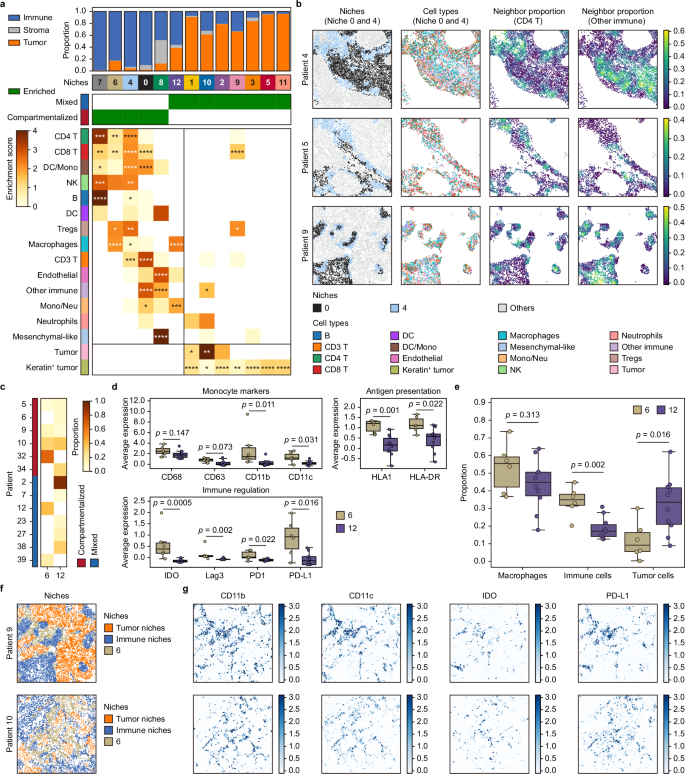 Fig. 5: scNiche deciphers the cellular compositional and phenotypic heterogeneity between immune niches from human TBNC dataset.