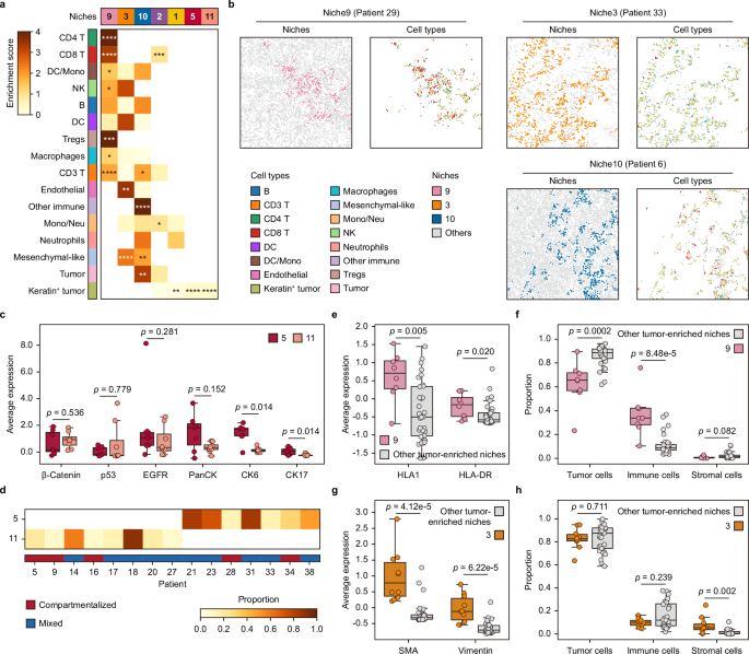Fig. 6: scNiche reveals tumor niches characterized with distinct phenotypes from human TBNC dataset.