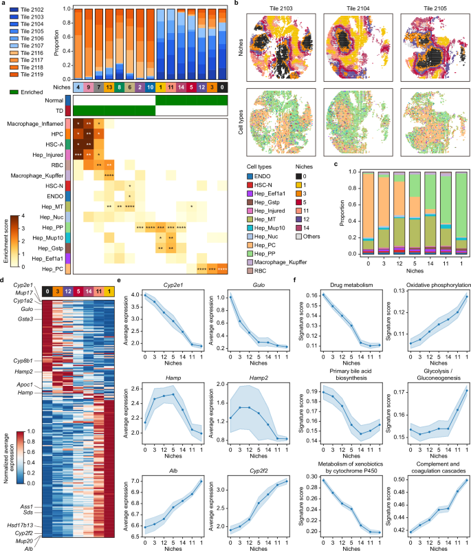 Fig. 7: scNiche accurately identifies the zonation patterns from the central vein to the portal node in the normal mouse liver.