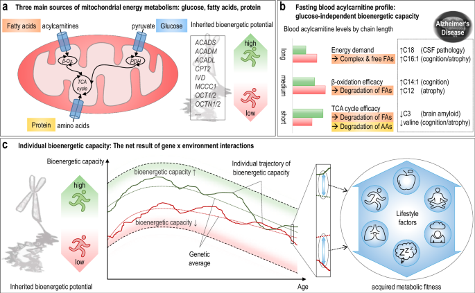 Fig. 1: Concept of individual bioenergetic capacity mirroring impaired energy metabolism in the brain.