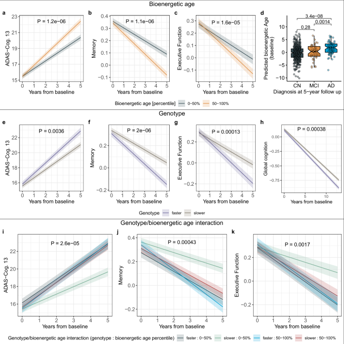Fig. 4: Bioenergetic age and succinylcarnitine-linked genotypes modulate the rate of cognitive decline.
