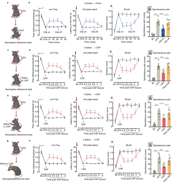Fig. 1: Noxious stimuli at diverse body regions induce hindpaw analgesia in mice.