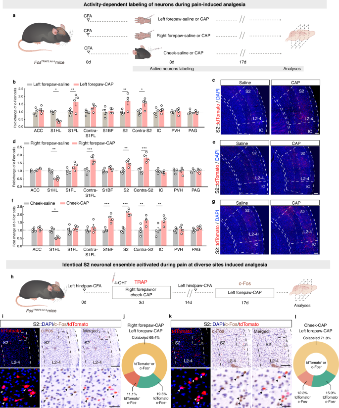 Fig. 2: Increased neuronal activity in the S2 during pain-induced analgesia.