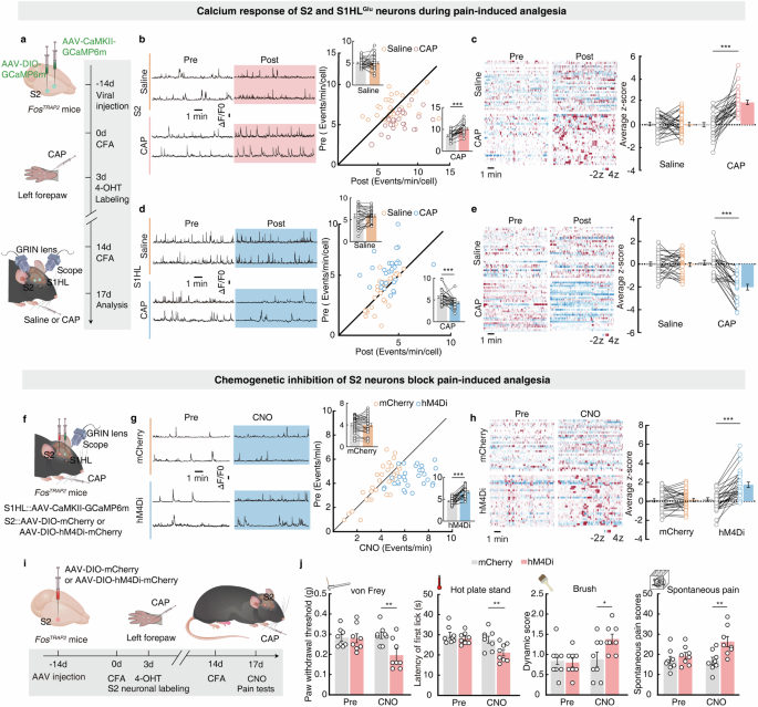 Fig. 3: Activation of the S2 neuronal ensemble is required for pain-induced analgesia.