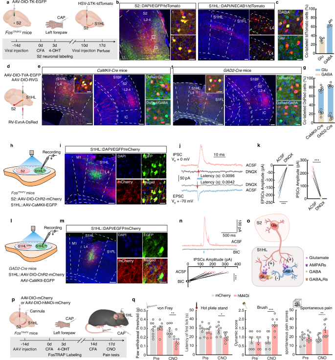 Fig. 4: An S2 → S1HLGABA→S1HLGlu feedforward inhibitory circuit mediates ipsilateral pain-induced hindpaw analgesia.