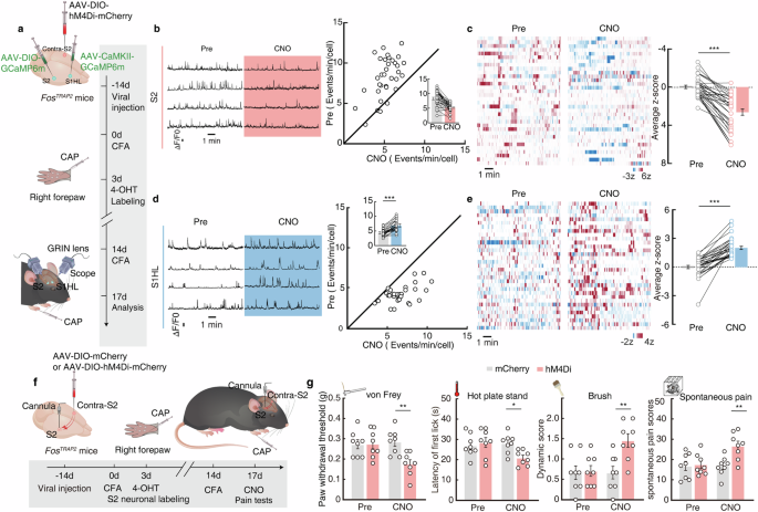 Fig. 6: Contralateral S2 → S2 → S1HL circuit mediates contralateral pain-induced hindpaw analgesia.
