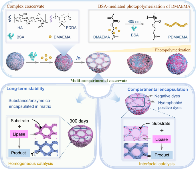 Fig. 1: Schematic illustration of the formation of multi-compartmental coacervates and the dynamic structural transformation of coacervate droplets induced by BSA-mediated photopolymerization.