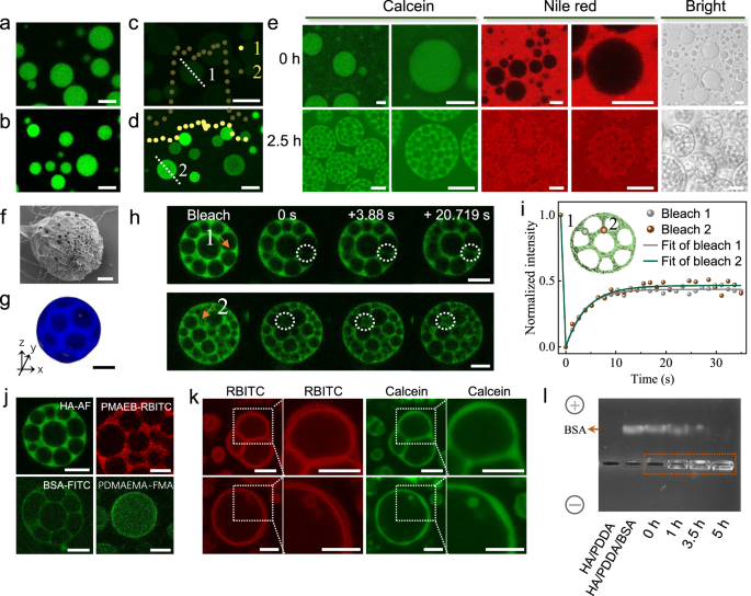 Fig. 2: Dynamic formation of multi-compartmental coacervates induced by photopolymerization.
