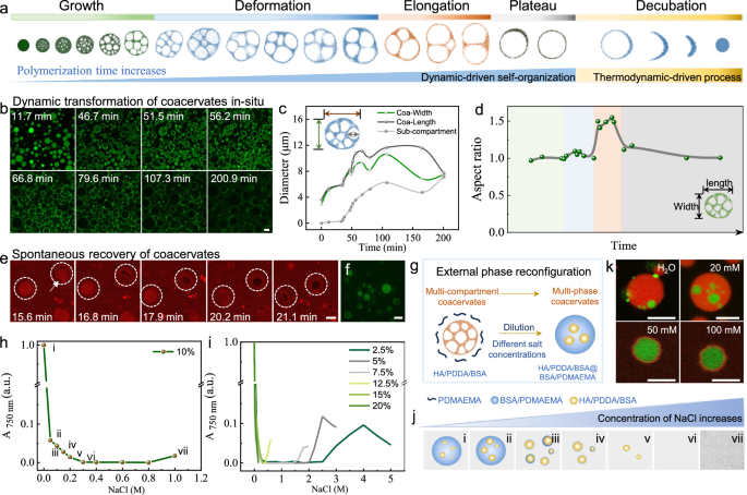 Fig. 3: Dynamic structural evolution of coacervate droplets.