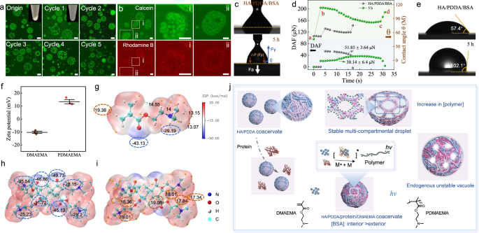 Fig. 4: Long-term stability of multi-compartmental coacervates.