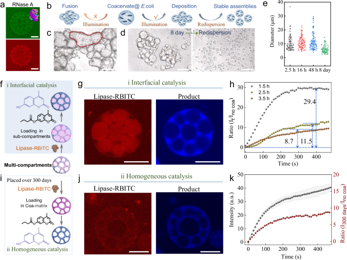Fig. 5: Construction of various coacervate assemblies and time-dependent transition of interfacial/homogeneous catalysis.