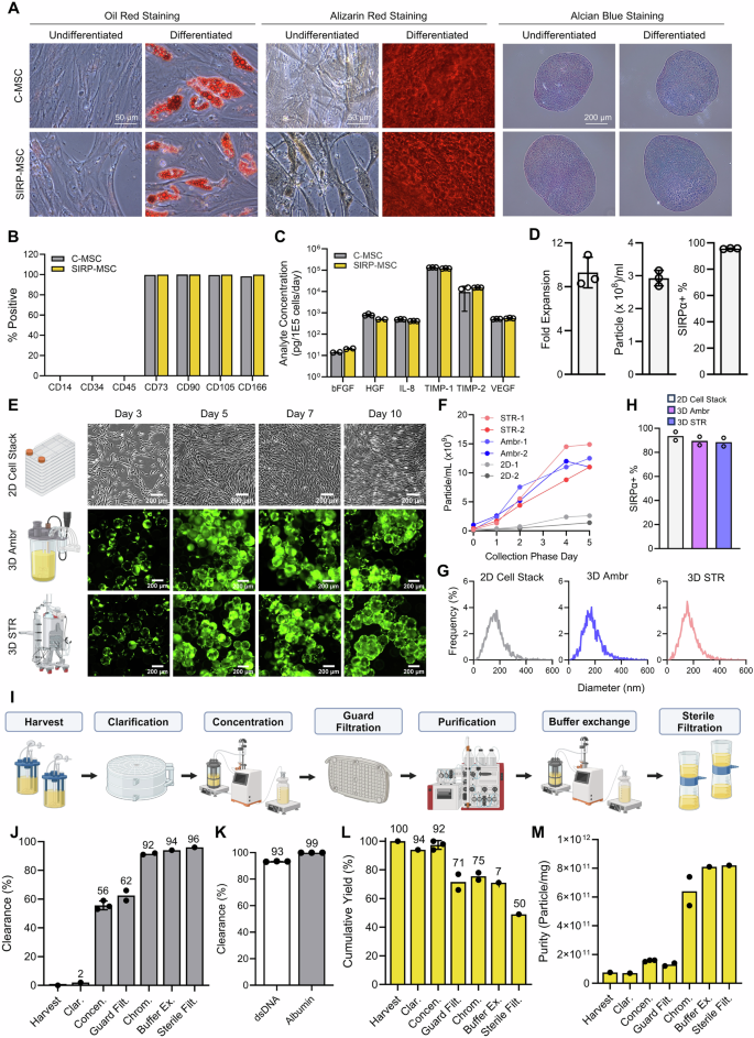 Fig. 2: Scalable SIRP-EV production from engineered MSCs using 3D Bioreactor systems, ensuring high purity and integrity.