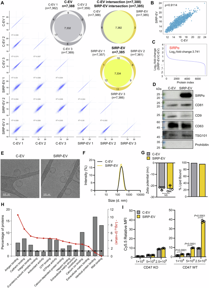 Fig. 3: Comprehensive analysis of MSC-derived SIRP-EV.