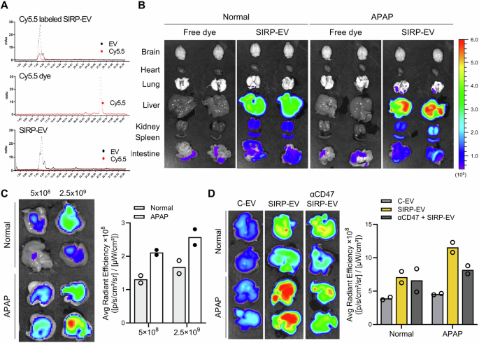 Fig. 4: SIRP-EV preferentially accumulates in CD47-overexpressing injured liver after systemic delivery.