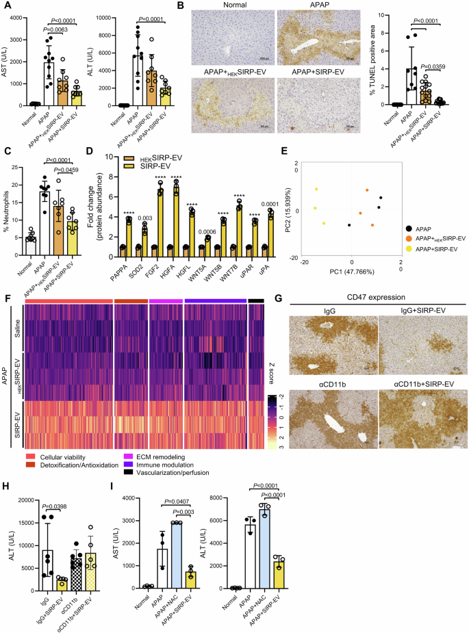 Fig. 7: SIRP-EV leverages MSC properties to elevate ALF treatment, promoting regeneration, and diminishing inflammation.