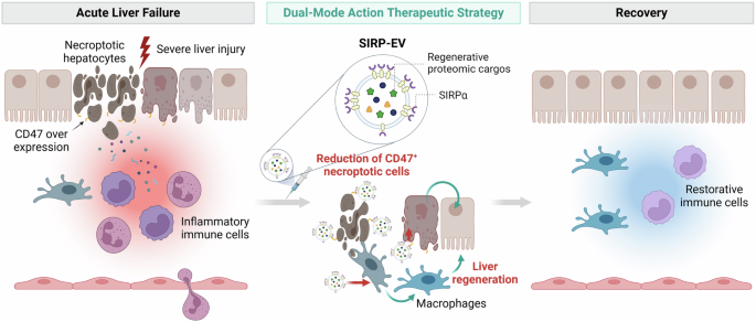 Fig. 8: A dual-mode action therapeutic strategy for ALF, SIRP-EV from engineered mesenchymal stem cells resolves CD47 in necroptotic hepatocytes and delivers regenerative cargo.