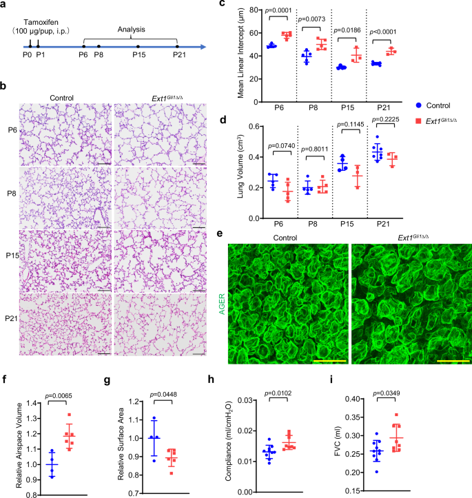 Fig. 1: Disruption of HS synthesis in fibroblasts leads to defective alveolarization.