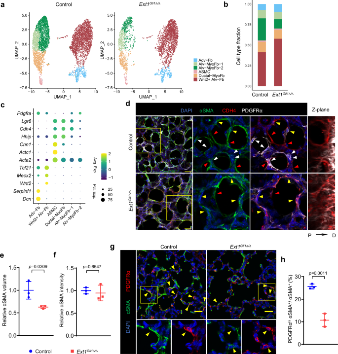 Fig. 3: Single-cell RNA-seq reveals reduced alveolar myofibroblast number in postnatal Ext1Gli1∆/∆ lungs.