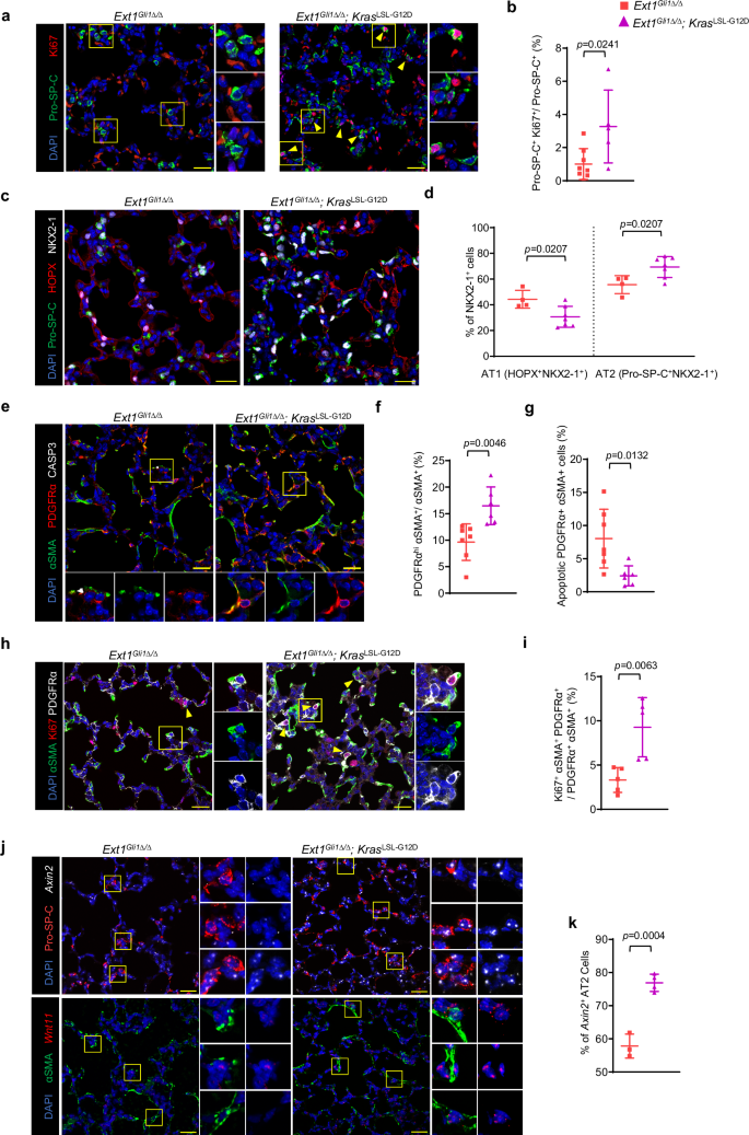 Fig. 7: Mesenchymal activation of MAPK signaling restores alveolar myofibroblast number, AT2 cell proliferation and WNT11 alveolar niche.