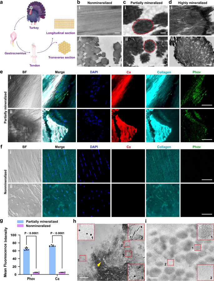 Fig. 1: Mineralized spherule propagation and its correlation with phosvitin at the avian tendon mineralization front.