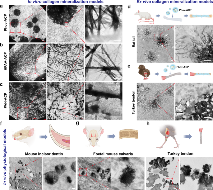 Fig. 3: Mineral growth in in vitro, ex vivo, and in vivo mineralization models.