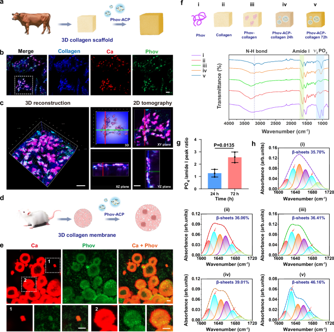 Fig. 4: Phov-ACP directs hierarchical collagen-based mineralization through conformational changes.