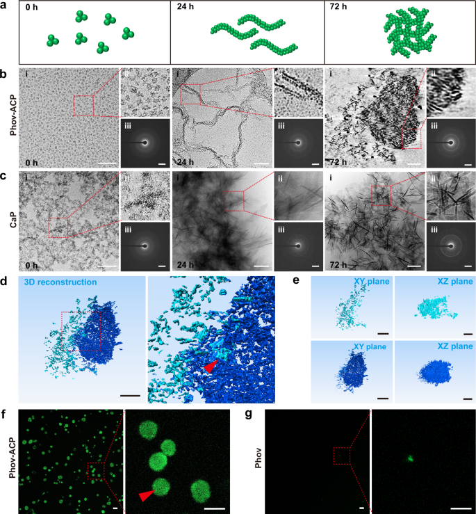 Fig. 5: Phov-ACP assembled into mineral-dense amyloid-like aggregates.