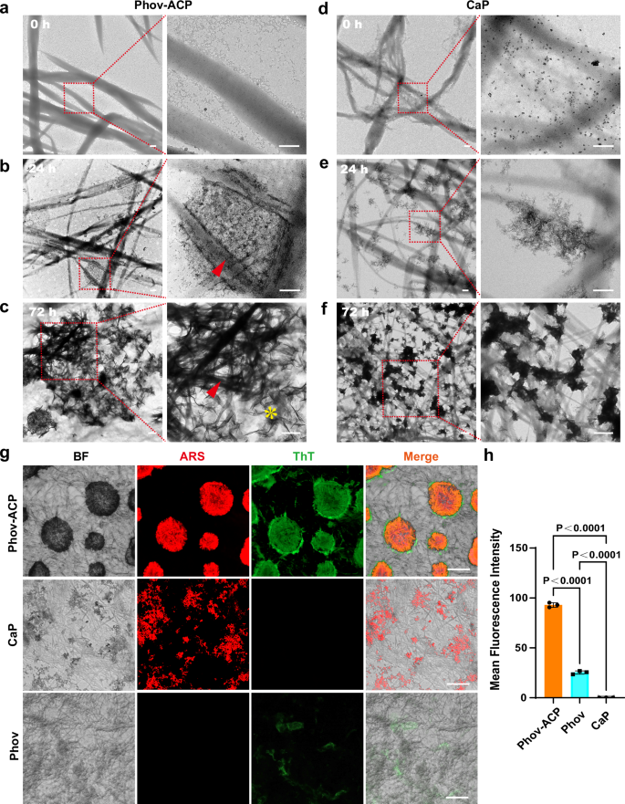 Fig. 6: Mineral-dense amyloid-like aggregates regulate the formation of mineralized spherules at the mesoscale.